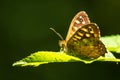 Speckled wood butterfly Pararge aegeria side view Royalty Free Stock Photo