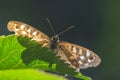 Speckled wood butterfly Pararge aegeria side view Royalty Free Stock Photo