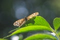 Speckled wood butterfly Pararge aegeria side view Royalty Free Stock Photo