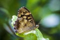 Speckled wood butterfly Pararge aegeria side view Royalty Free Stock Photo