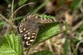Speckled wood Butterfly Pararge aegeria Royalty Free Stock Photo