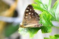 Speckled Wood Butterfly - Pararge aegeria tircis Royalty Free Stock Photo