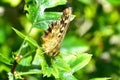 Speckled Wood Butterfly - Pararge aegeria tircis Royalty Free Stock Photo