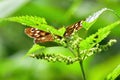 Speckled Wood Butterfly - Pararge aegeria tircis Royalty Free Stock Photo