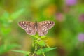 Speckled wood butterfly Pararge aegeria top view Royalty Free Stock Photo