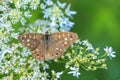 Speckled wood butterfly Pararge aegeria top view Royalty Free Stock Photo