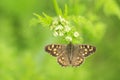 Speckled wood butterfly, Pararge aegeria, top view Royalty Free Stock Photo