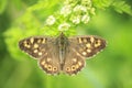 Speckled wood butterfly, Pararge aegeria, top view Royalty Free Stock Photo