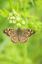 Speckled wood butterfly, Pararge aegeria, top view Royalty Free Stock Photo