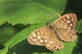 Speckled wood butterfly Pararge aegeria top view Royalty Free Stock Photo