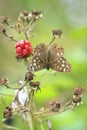 Speckled wood butterfly Pararge aegeria top view Royalty Free Stock Photo