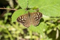 Speckled wood Butterfly Pararge aegeria Royalty Free Stock Photo