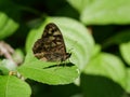 Speckled Wood butterfly rests on green leaf Royalty Free Stock Photo