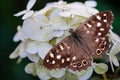 Speckled wood butterfly sitting on a white hortensia flower. Pararge aegeria. Butterfly is mostly common on the edge of the forest Royalty Free Stock Photo