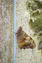 Speckled Wood butterfly on a vertical metal wire