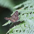 a speckled wood buttterfly (Pararge aegeria) Royalty Free Stock Photo