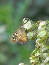 Speckled Wood Butterfly side view