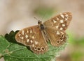 Speckled Wood Pararge aegeria brown butterfly Royalty Free Stock Photo