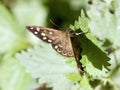 Speckled Wood Pararge aegeria brown butterfly Royalty Free Stock Photo