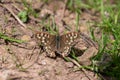 Speckled wood (pararge aegeria) butterfly Royalty Free Stock Photo