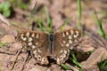 Speckled wood (pararge aegeria) butterfly Royalty Free Stock Photo