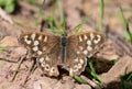 Speckled wood (pararge aegeria) butterfly Royalty Free Stock Photo