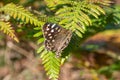 Speckled wood (pararge aegeria) butterfly Royalty Free Stock Photo