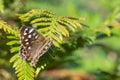 Speckled wood (pararge aegeria) butterfly Royalty Free Stock Photo