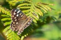 Speckled wood (pararge aegeria) butterfly Royalty Free Stock Photo