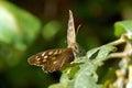 Speckled Wood Pararge aegeria butterfly Royalty Free Stock Photo