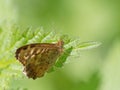 A Speckled Wood Pararge aegeria butterfly on green nettle leaf Royalty Free Stock Photo