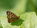 A Speckled Wood Pararge aegeria butterfly on green nettle leaf Royalty Free Stock Photo