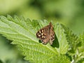 A Speckled Wood Pararge aegeria butterfly on green nettle leaf Royalty Free Stock Photo