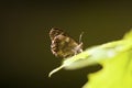 Speckled wood Pararge aegeria butterfly Royalty Free Stock Photo