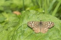 Speckled wood Pararge aegeria butterfly top view Royalty Free Stock Photo