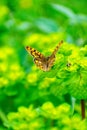 Speckled Wood Pararge aegeria perching on plants Royalty Free Stock Photo