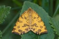 Speckled yellow moth Pseudopanthera macularia Royalty Free Stock Photo