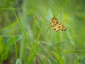 Speckled yellow moth Pseudopanthera macularia on grass blade Royalty Free Stock Photo