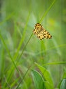 Speckled yellow moth Pseudopanthera macularia on grass blade Royalty Free Stock Photo