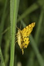 Speckled Yellow moth / Pseudopanthera macularia Royalty Free Stock Photo