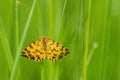 Speckled Yellow moth - Pseudopanthera macularia Royalty Free Stock Photo