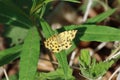 Speckled yellow, Pseudopanthera macularia Royalty Free Stock Photo