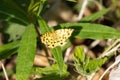 Speckled yellow, Pseudopanthera macularia Royalty Free Stock Photo