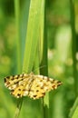 Speckled yellow (Pseudopanthera macularia) moth. Royalty Free Stock Photo