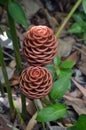 Beehive Spectabile Ginger Plant Exotic Tropical red maroon flower