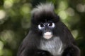 Spectacle Langur