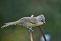 Spectacled Barwing bird Royalty Free Stock Photo