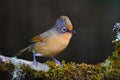 Spectacled Barwing bird Royalty Free Stock Photo