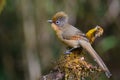 Spectacled Barwing bird Royalty Free Stock Photo