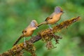 Spectacled Barwing bird Royalty Free Stock Photo